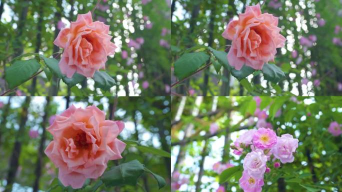 园林玫瑰月季蔷薇花开