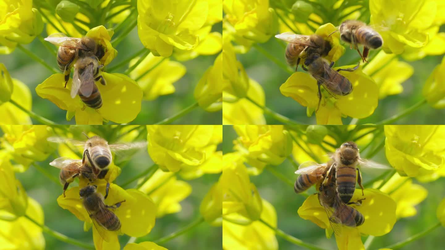 三只蜜蜂油菜花上采蜜特写镜头