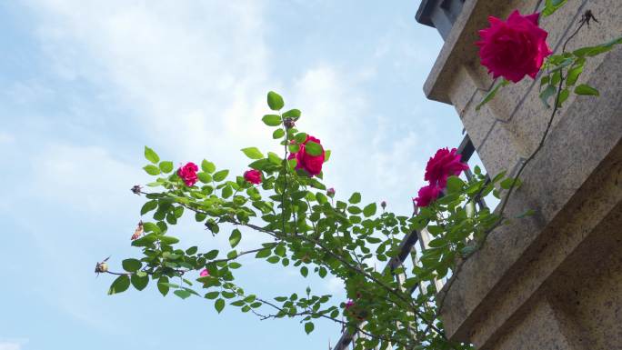 墙角玫瑰坚强生命盛开花朵