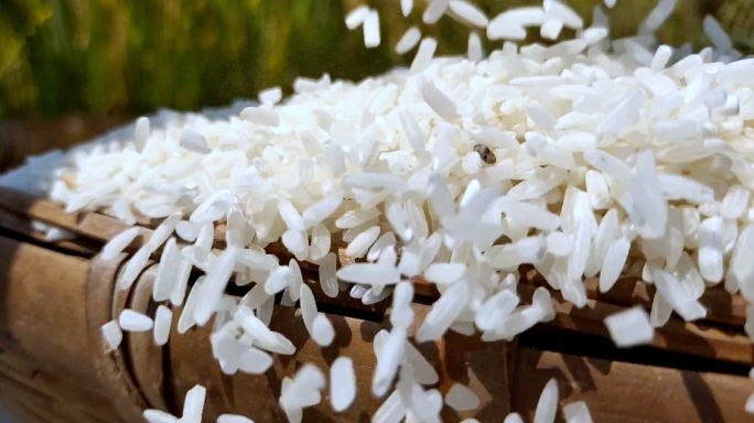 水稻生态稻谷丰收生态大米农业小康乡村振兴