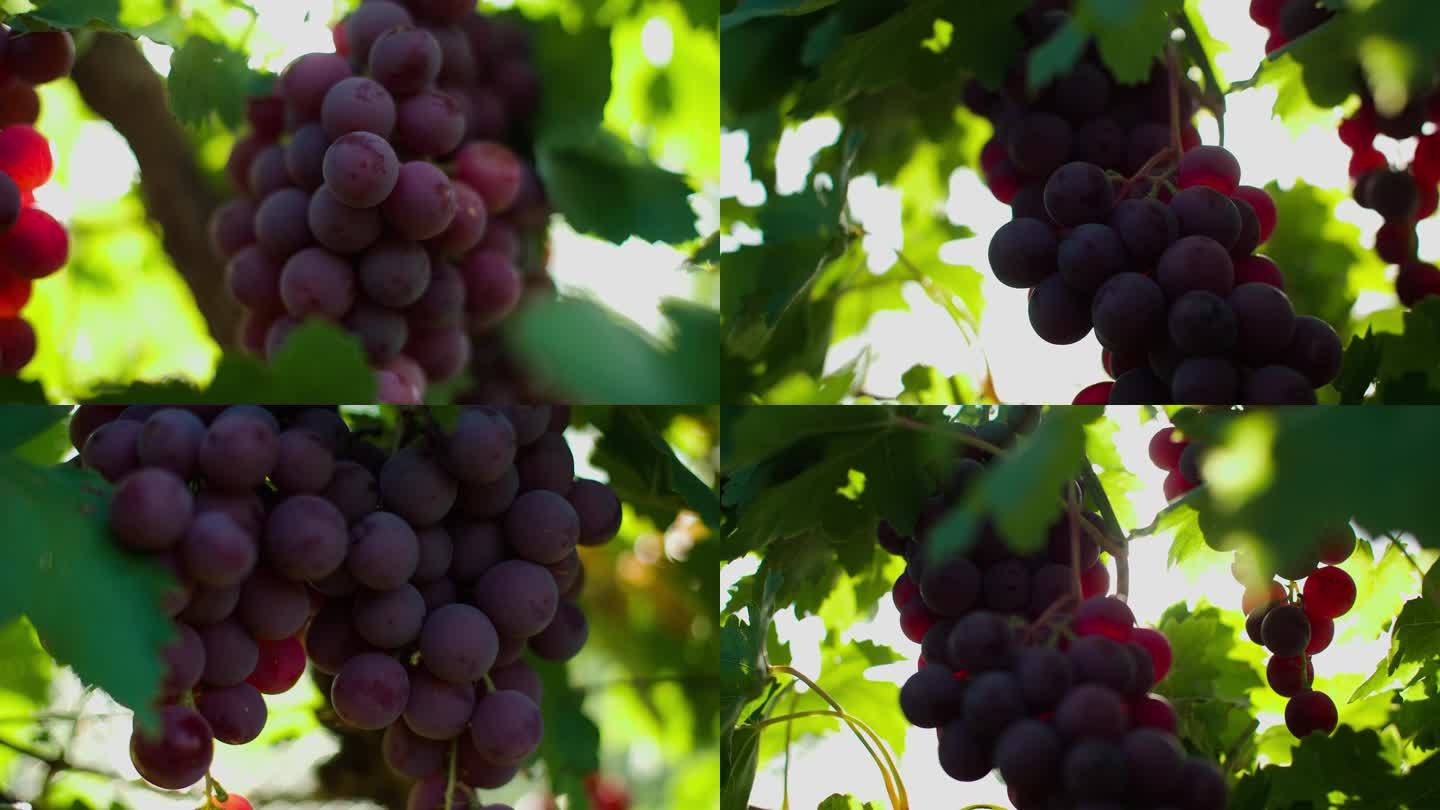 葡萄园葡萄成熟特写合集