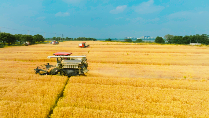 小麦丰收大型联合收割机金色麦田