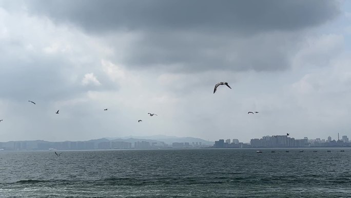 海鸥与邮轮与观海【横屏】