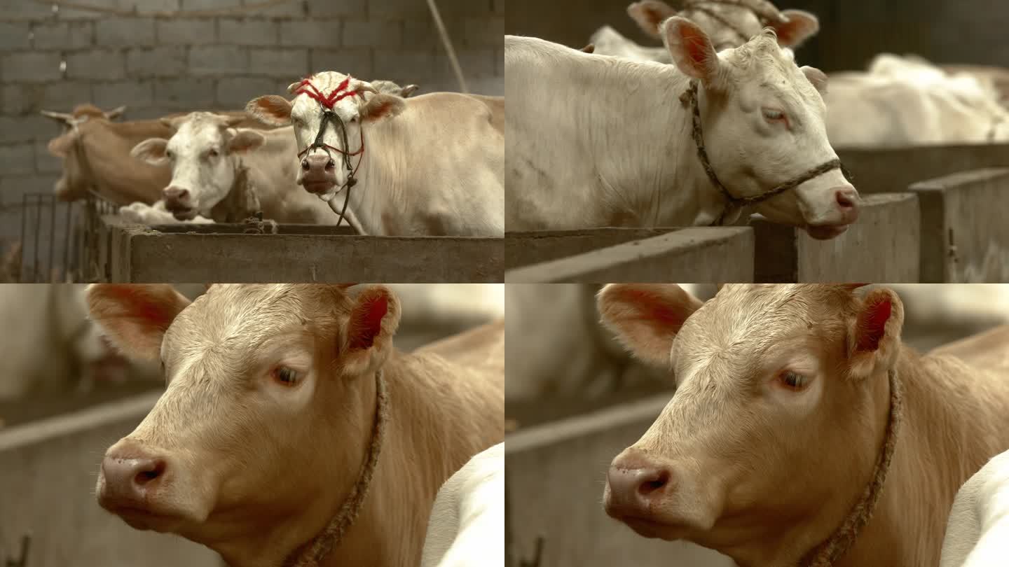 牛吃草特写奶牛黄牛饲养养牛场