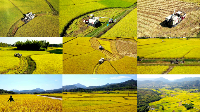 航拍收割机割水稻金色稻田机械化生产丰收节