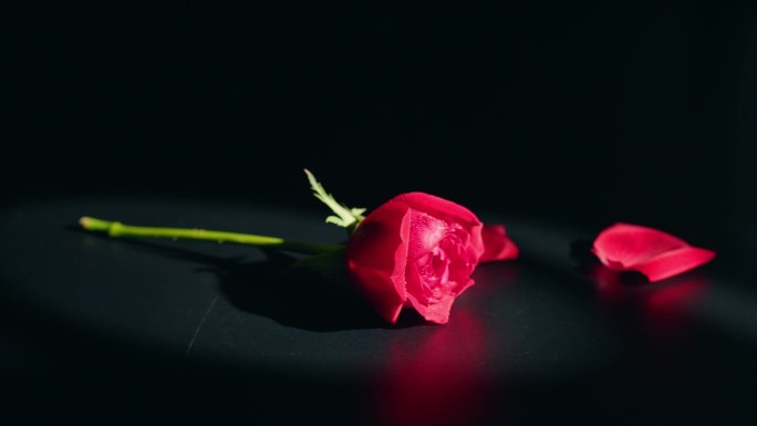 一枝玫瑰花掉落玫瑰花瓣 (3)