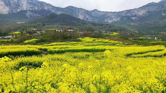 （4K商用合辑）春天绝壁油菜花花海航拍