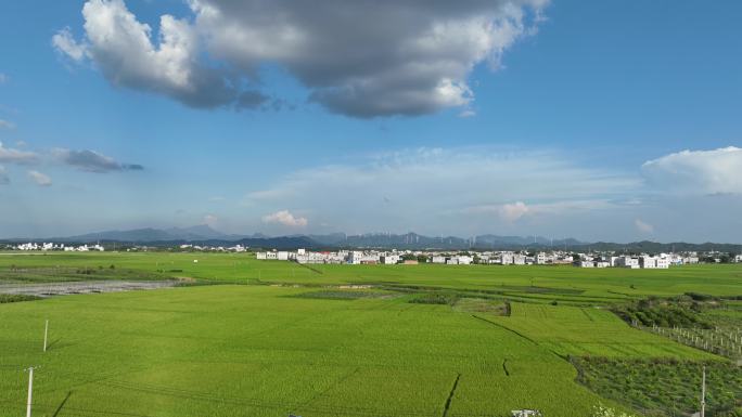 南宁宾阳古辣稻田风车蓝天白云美景4