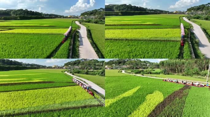 南宁宾阳古辣稻田艺术景区小火车4