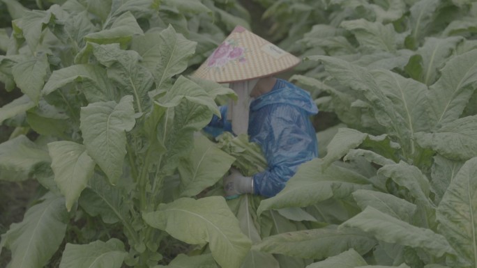 b烟叶地里干活的农民0013