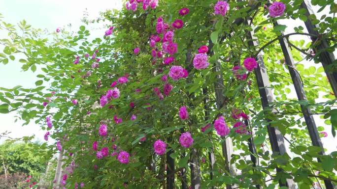 花园蔷薇蔷薇玫瑰瀑布墙