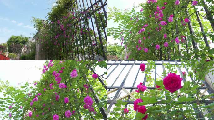 花园蔷薇蔷薇玫瑰瀑布墙
