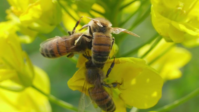 蜜蜂在油菜花上采蜜特写镜头