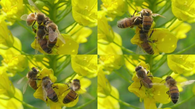 蜜蜂在油菜花上采蜜特写镜头