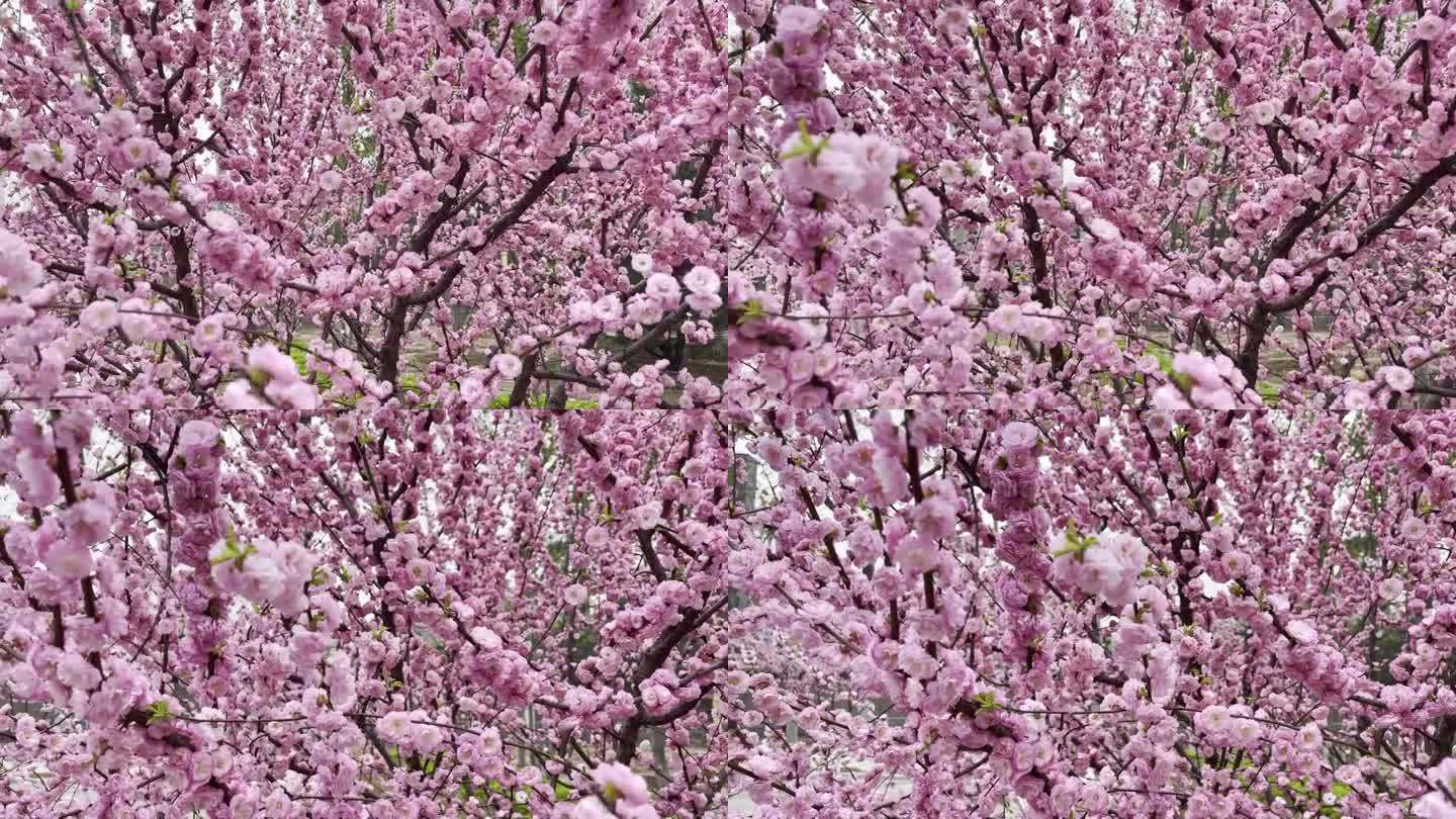 春天公园里盛开的美丽的粉色桃花