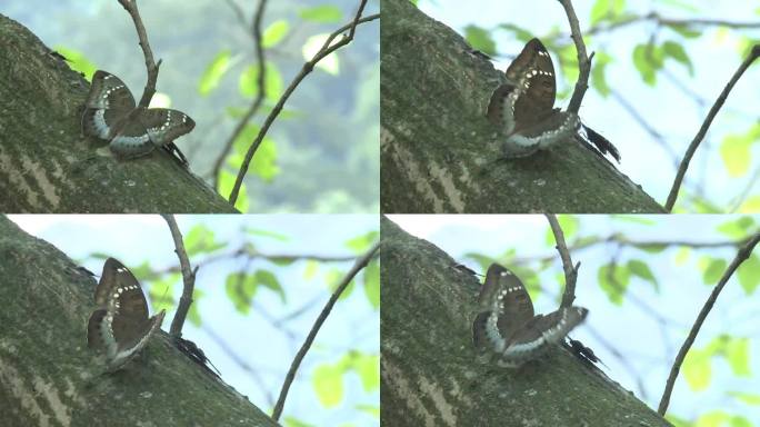 C成都湿地蝴蝶高清实拍视频