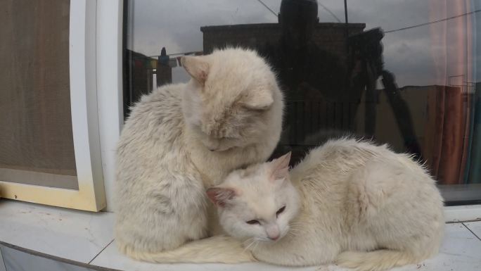 可爱的两个白猫mp4