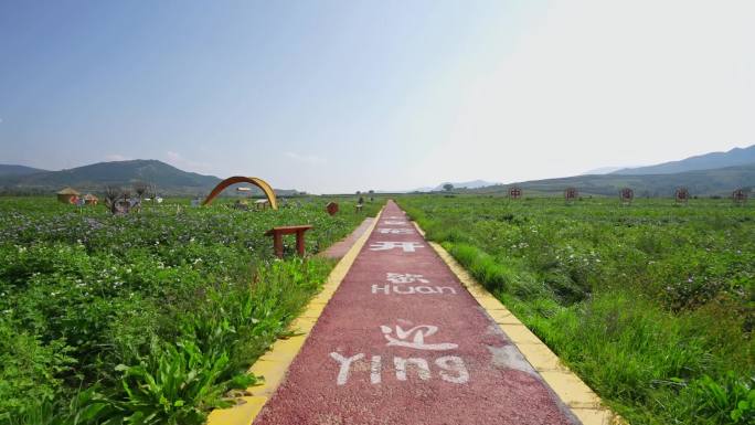 土豆基地种植