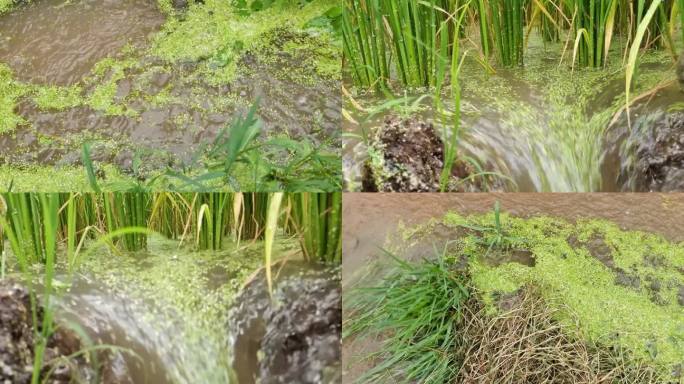 强降雨暴雨过后洪水淹没稻田农村暴雨农田水