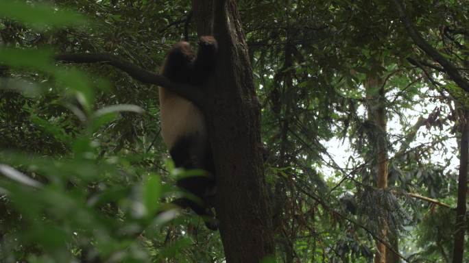 可爱大熊猫树林里爬树自然玩耍