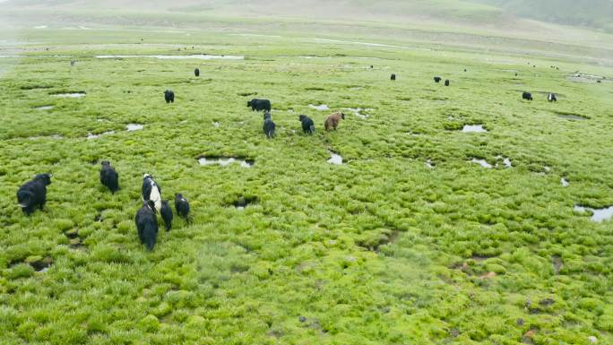 肉牛生态有机牧场 奶牛生态有机牧场