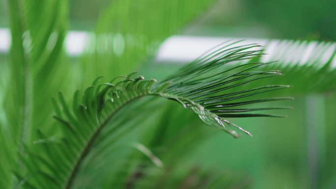 雨水落在苏铁叶上