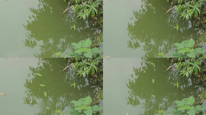 C成都湿地池塘高清实拍
