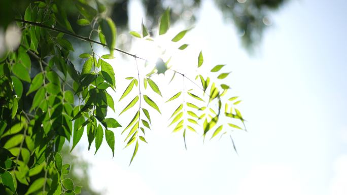 唯美空景阳光树叶水波树叶逆光树叶光斑写意