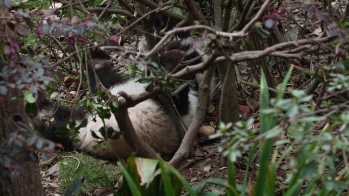 树丛里玩耍的大熊猫幼崽