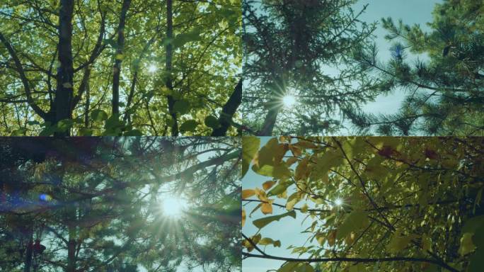 阳光透过树丛的光芒