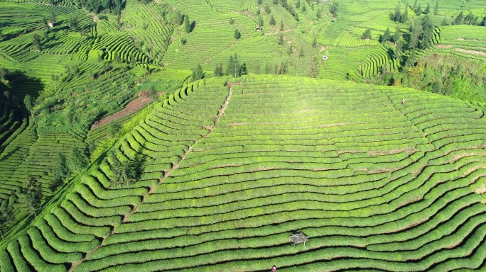 美丽四川茶山航拍风景绿茶基地茶园梯田