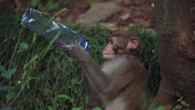 一只捡矿泉水瓶喝水的猴子