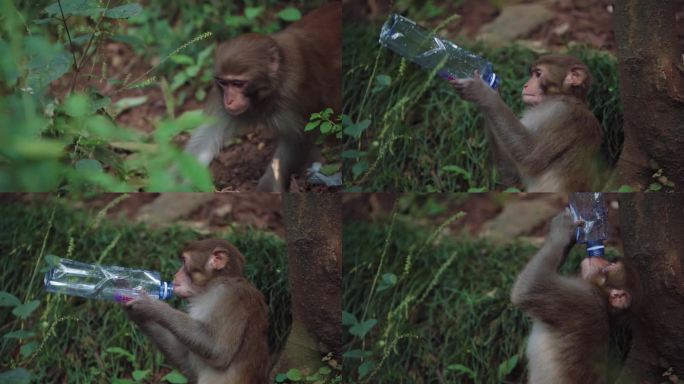 一只捡矿泉水瓶喝水的猴子