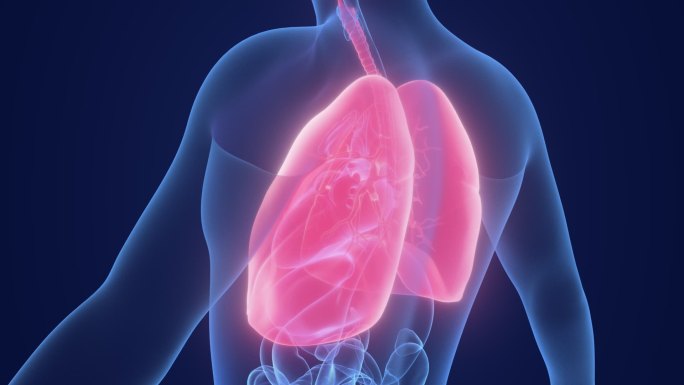 人体肺部呼吸系统3D医疗动画循环