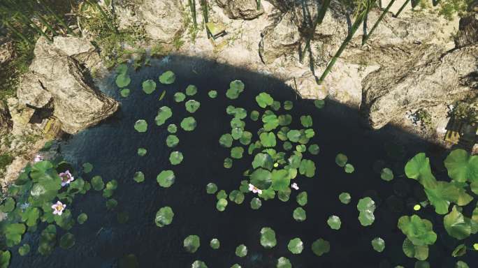 4k竹林荷塘池塘旋转降落①