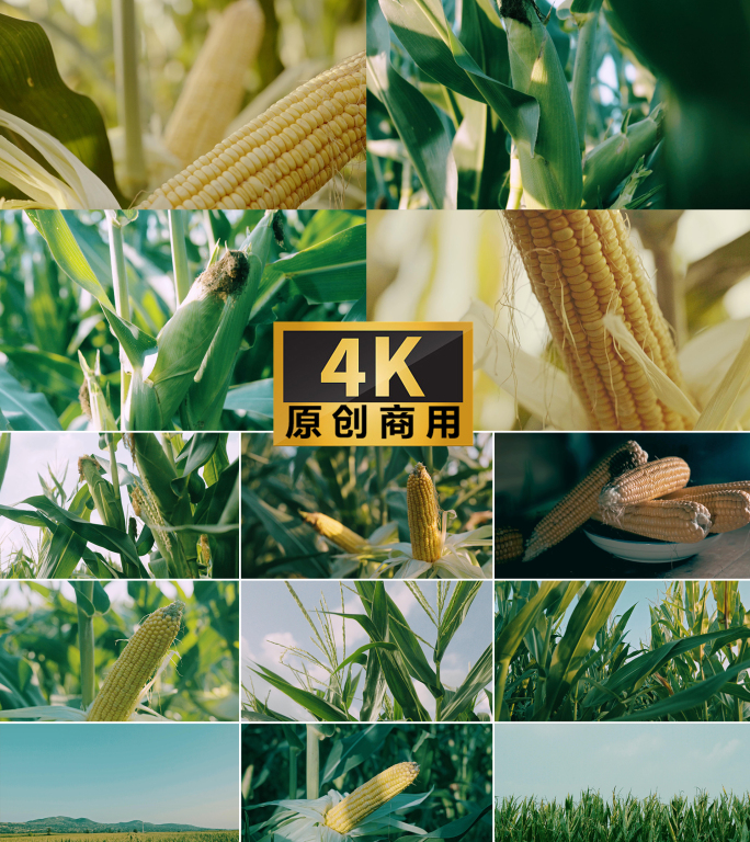 4K乡村振兴农业丰收玉米实拍特写