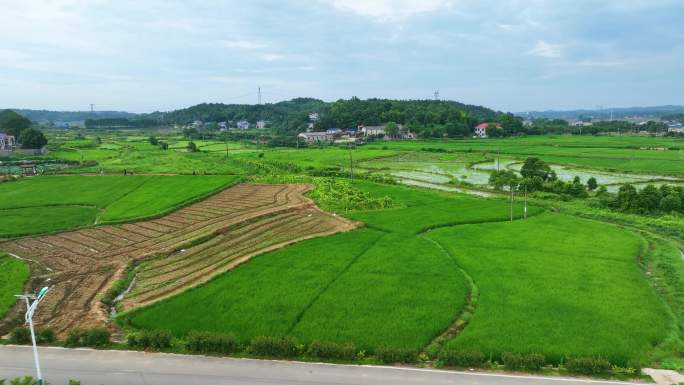 湖南省宁乡市 煤炭坝镇贺石桥村 农田水稻