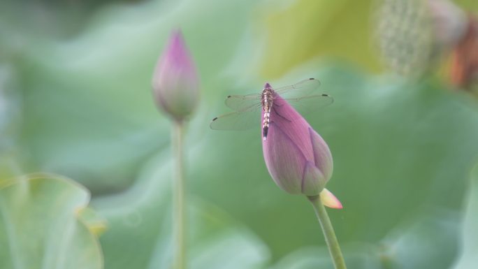 蜻蜓视频4K视频素材