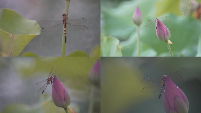 蜻蜓视频4K视频素材