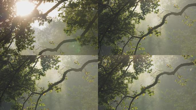 空山森林唯美意境水雾雨后阳光透过逆光树叶