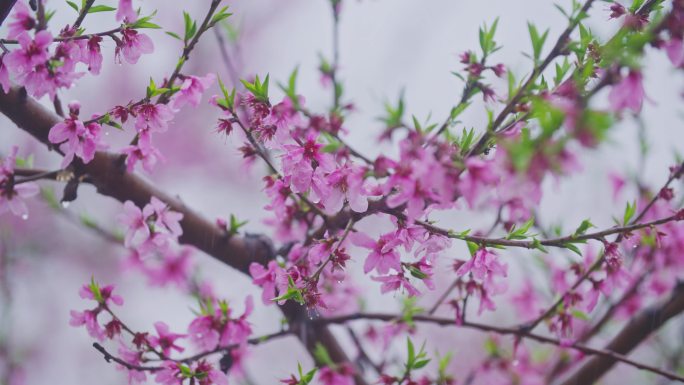 桃花 雨中 春色 4K 升格