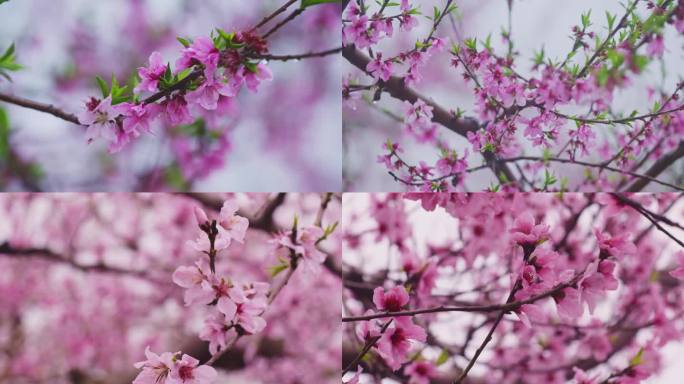 桃花 雨中 春色 4K 升格