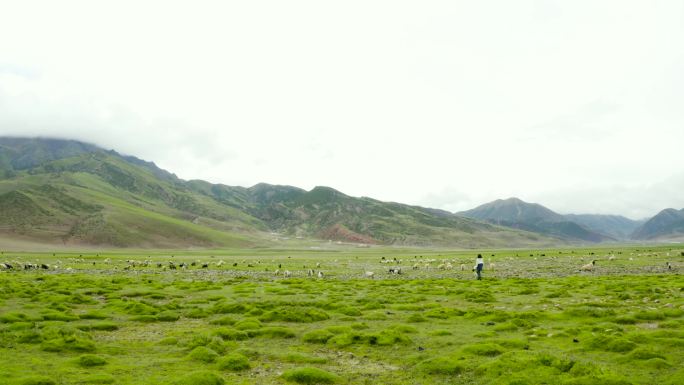 草原 牧场 羊吃草 美丽草原 美女 度假