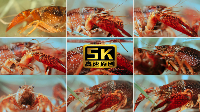 5K-小龙虾养殖小龙虾特写水里的小龙虾