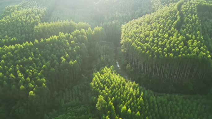 阳光山林树林桉树林经济林速生桉植物树木