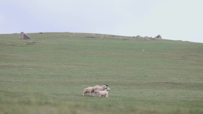 草原上受惊的羊群