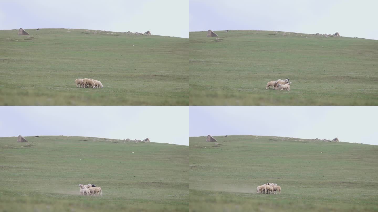 草原上受惊的羊群
