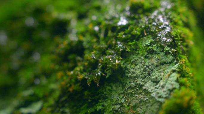 大自然  春天  夏天  苔藓 下雨