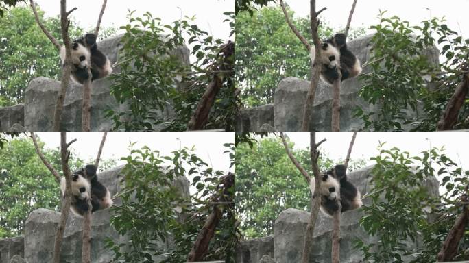 可爱搞笑的大熊猫爬树