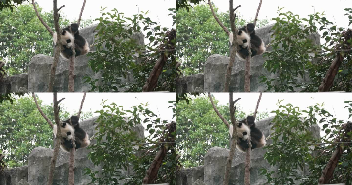 可爱搞笑的大熊猫爬树